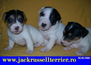 vinzari catei Jack Rssell