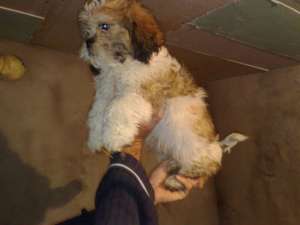 vand catei beagle si shih-tzu
