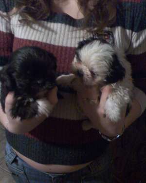 vand catei beagle si shih-tzu