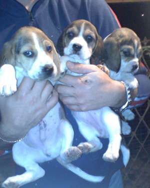 vand catei beagle si shih-tzu