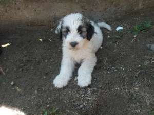 Vand URGENT !! ciobanesc mioritic  puii