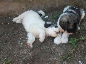 Vand URGENT !! ciobanesc mioritic  puii