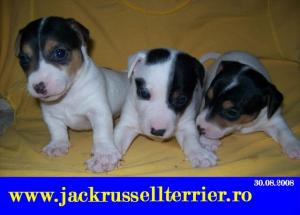 vinzari catei Jack Rssell