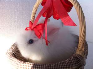 Vand iepuri pitici angora (toate culorile)