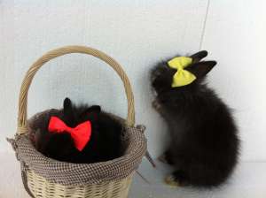 Vand iepuri pitici angora (toate culorile)