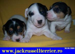 vinzari catei Jack Rssell
