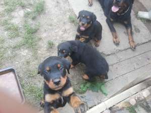 VAND PUII ROTTWEILER TALIE MARE 9 SAPTAMANI