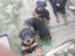 VAND PUII ROTTWEILER TALIE MARE 9 SAPTAMANI