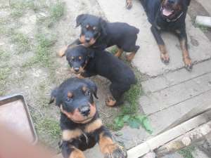 VAND PUII ROTTWEILER TALIE MARE 9 SAPTAMANI