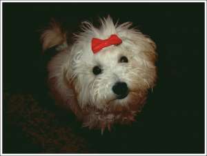 CAUT MASCULI PT MONTA COLLIE SI BICHON FRISE