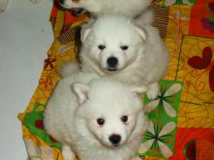 VAND SPITZ JAPONEZ