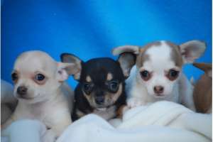 copiii Chihuahua (parul scurt)