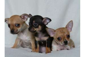 copiii Chihuahua (parul scurt)