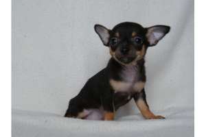 copiii Chihuahua (parul scurt)