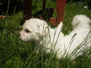 vand mascul bichon alb talie mica