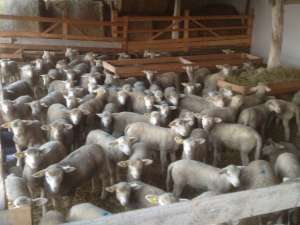 AVEM BERBECUTI DE VANZARE DE PRASILA RASA CURATA IL DE FRANCE.PENTRU MAI MULTE DETALII SUNATI LA NR 