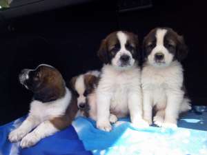 vand catei saint bernard