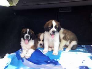 vand catei saint bernard