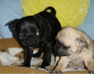 Pui frumos PUG pentru gratuit