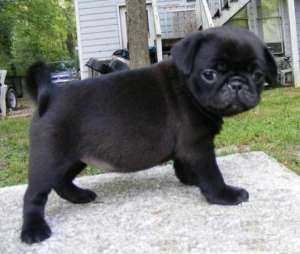 Pui frumos PUG pentru gratuit