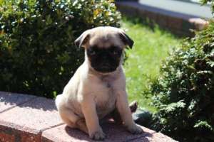 Pui frumos PUG pentru gratuit