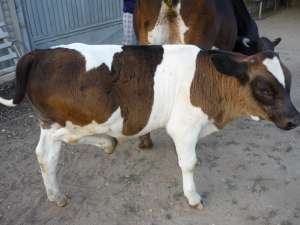 vand vitel