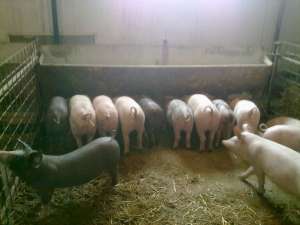 porci de carne