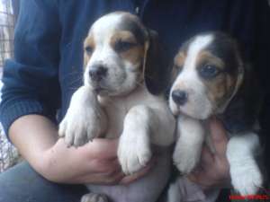vand catei shih-tzu si beagle la preturi mici