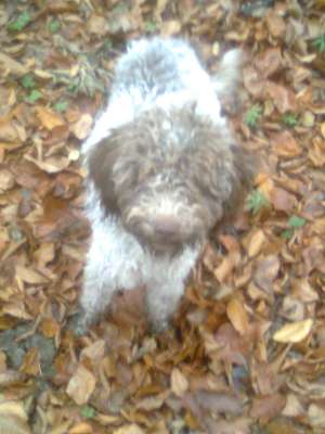 VAND LAGOTTO ROMAGNOLLO