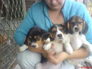vand catei rasa shih-tzu si beagle la 100 euro