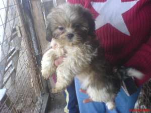 vand catei rasa shih-tzu si beagle la 100 euro
