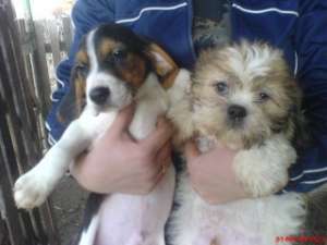 vand catei rasa shih-tzu si beagle la 100 euro
