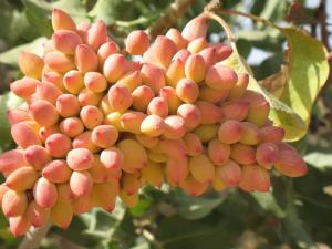 Vand arbore fistic,      rasad fistic,       puieti fistic,       arbusti fistic arbori fistic vanza