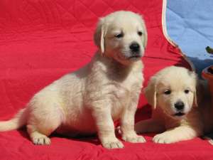 pui golden retriever cu potential de show