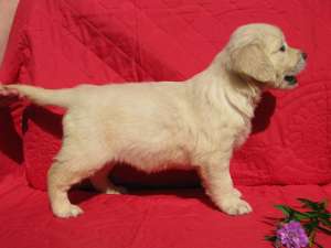 pui golden retriever cu potential de show