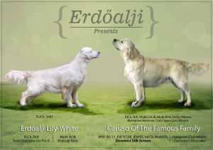 pui golden retriever cu potential de show