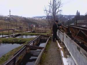 Vand puiet Pastrav,  productie proprie