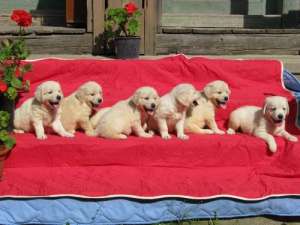 pui golden retriever de la parinti championi