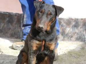 catei jagdterrier