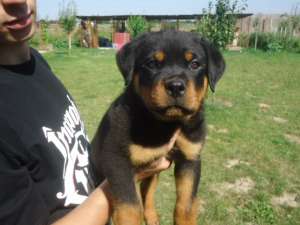 catei de rottweiler cu pedigree
