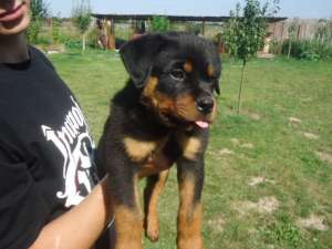 catei de rottweiler cu pedigree