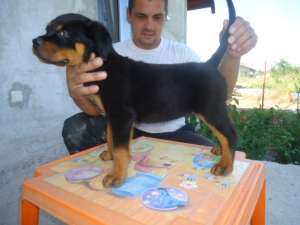 catei de rottweiler cu pedigree