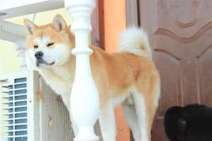 Akita Inu Monta