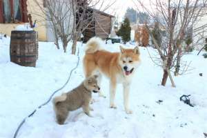 Akita Inu Monta