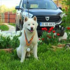 Akita Inu Monta