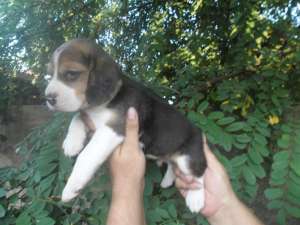 De vanzare catei Beagle cu pedigree