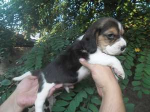 De vanzare catei Beagle cu pedigree