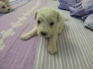 CATEI BICHON FRISE