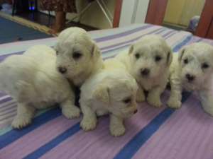 CATEI BICHON FRISE