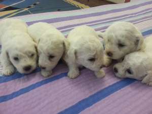 CATEI BICHON FRISE